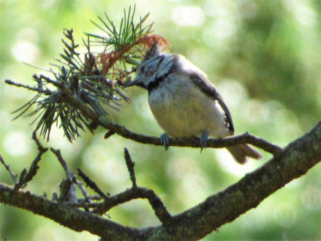 Cincia dal ciuffo (Lophophanes cristatus)